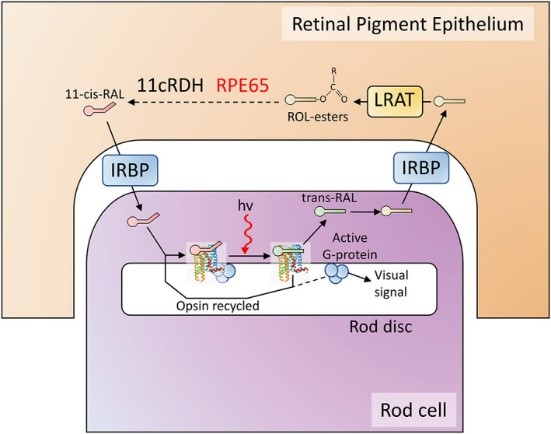 The visual cycle in rod cells.jpg
